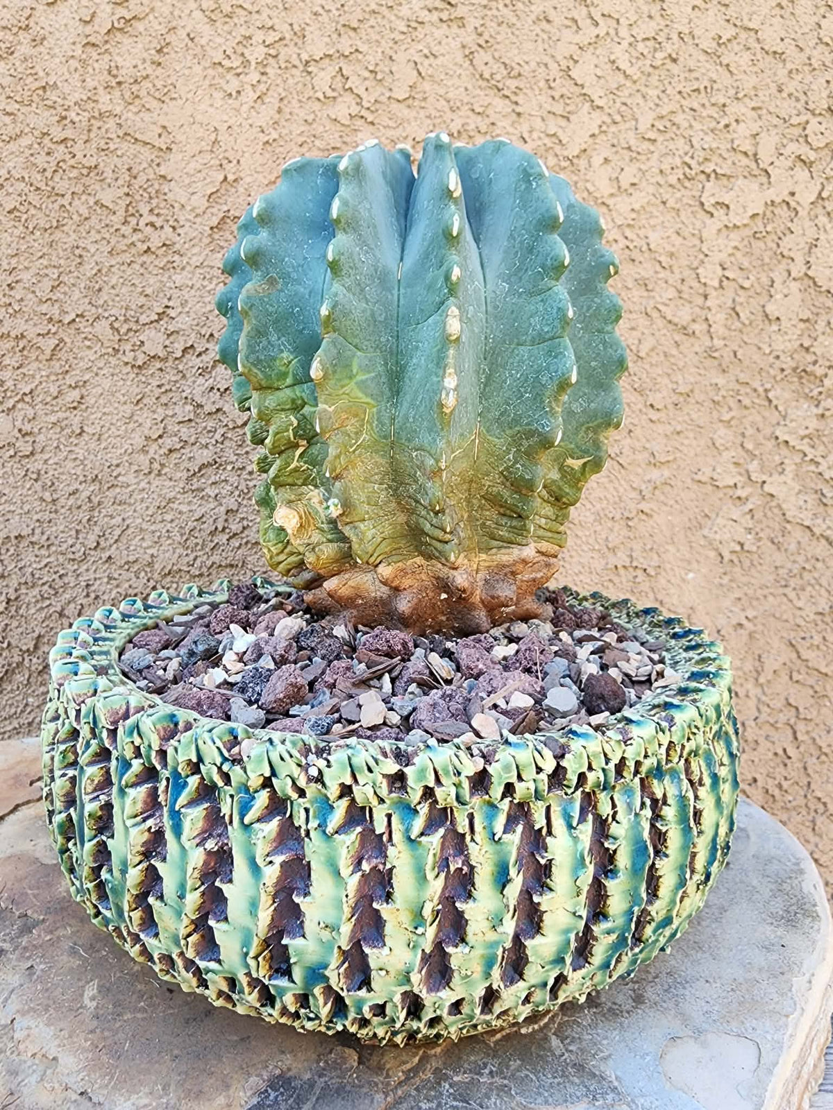 Ferocactus Glaucescens Inermis - Blue Barrel Cactus - BIG!