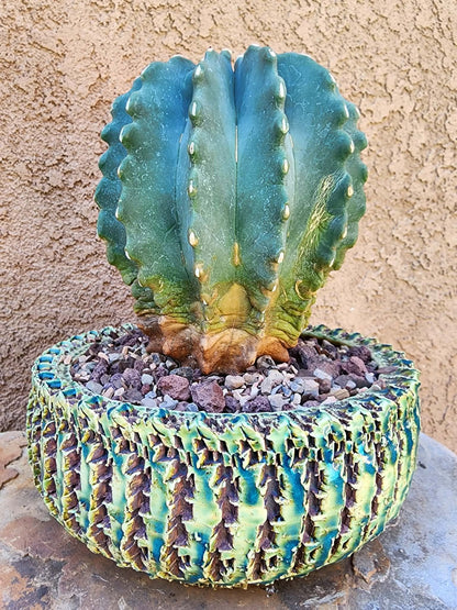 Ferocactus Glaucescens Inermis - Blue Barrel Cactus - BIG!