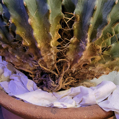 Ferocactus Glaucescens Inermis - Blue Barrel Cactus - Huge Cluster - Old