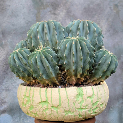 Ferocactus Glaucescens Inermis - Blue Barrel Cactus - Huge Cluster - Old