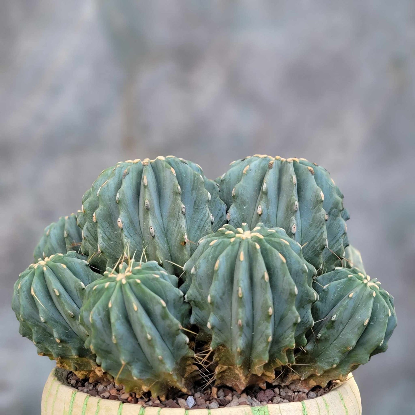 Ferocactus Glaucescens Inermis - Blue Barrel Cactus - Huge Cluster - Old