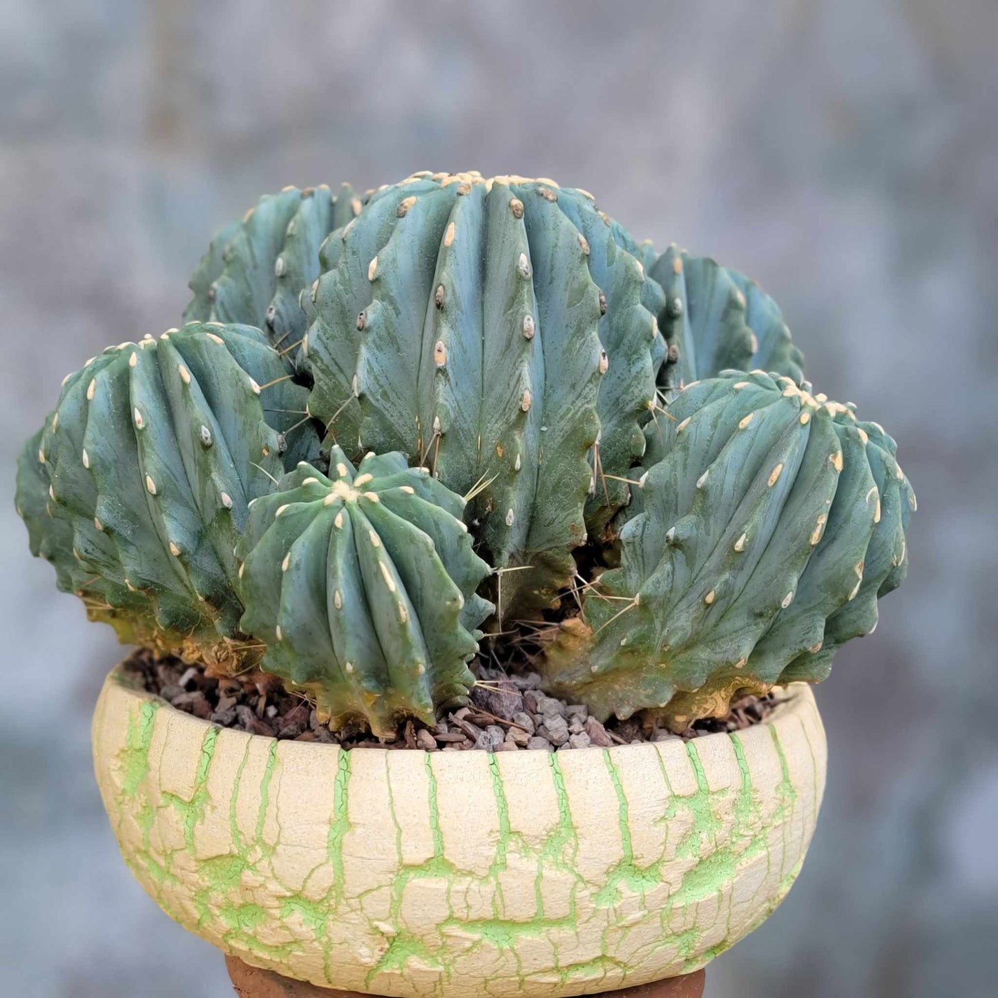 Ferocactus Glaucescens Inermis - Blue Barrel Cactus - Huge Cluster - Old