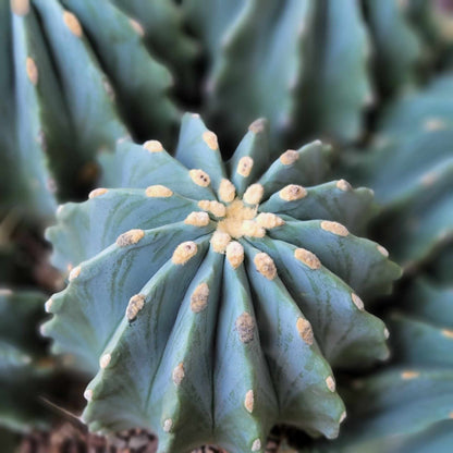 Ferocactus Glaucescens Inermis - Blue Barrel Cactus - Huge Cluster - Old