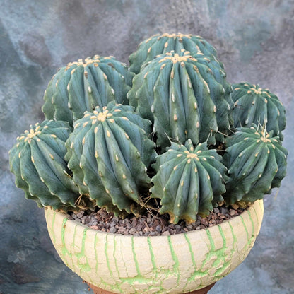 Ferocactus Glaucescens Inermis - Blue Barrel Cactus - Huge Cluster - Old