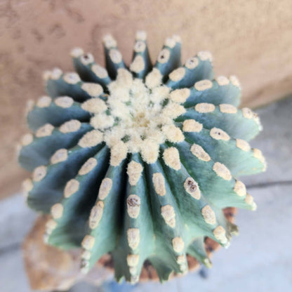 Ferocactus Glaucescens Inermis - Blue Barrel Cactus - Old - Big - Last One!