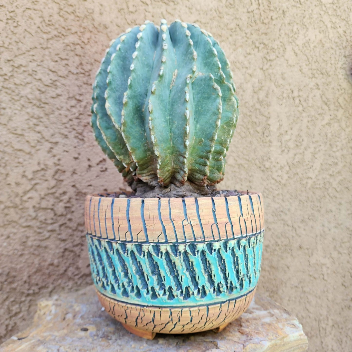 Ferocactus Glaucescens Inermis - Blue Barrel Cactus - Old - Big - Last One!