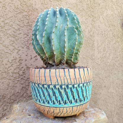 Ferocactus Glaucescens Inermis - Blue Barrel Cactus - Old - Big - Last One!