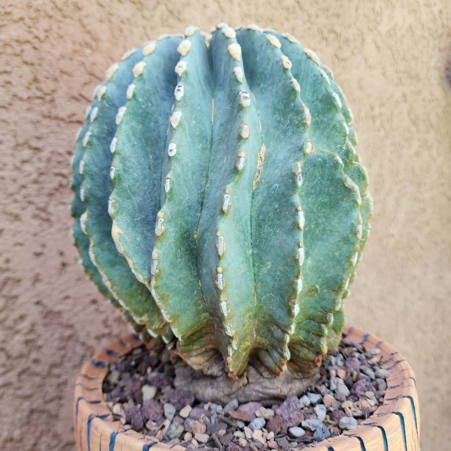 Ferocactus Glaucescens Inermis - Blue Barrel Cactus - Old - Big - Last One!