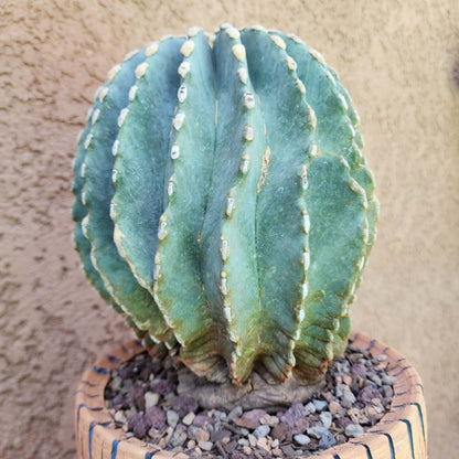 Ferocactus Glaucescens Inermis - Blue Barrel Cactus - Old - Big - Last One!