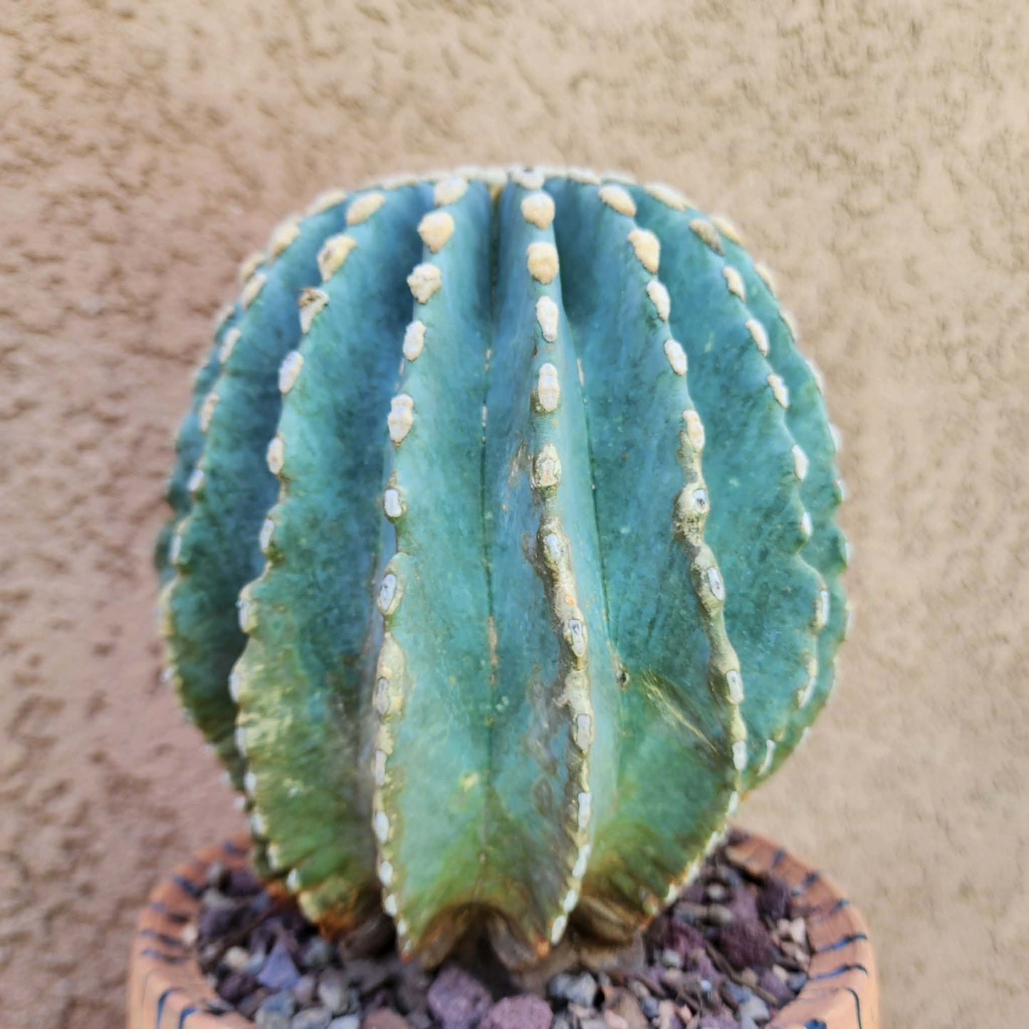 Ferocactus Glaucescens Inermis - Blue Barrel Cactus - Old - Big - Last One!