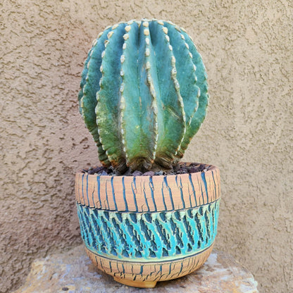 Ferocactus Glaucescens Inermis - Blue Barrel Cactus - Old - Big - Last One!