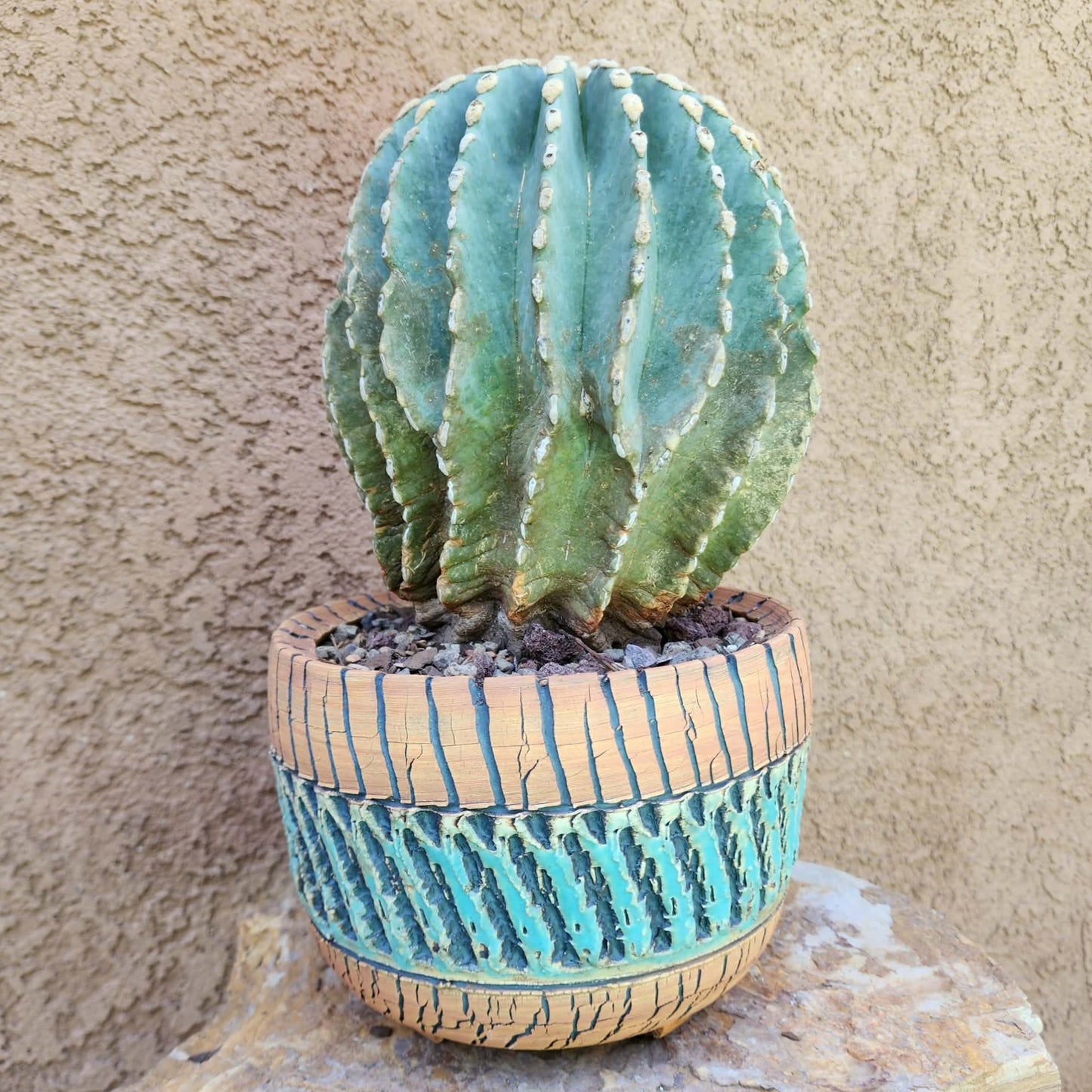 Ferocactus Glaucescens Inermis - Blue Barrel Cactus - Old - Big - Last One! collector cactus specimen