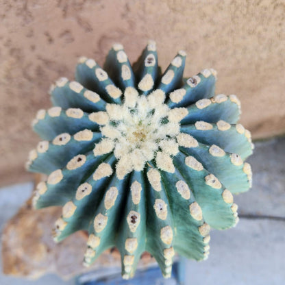 Ferocactus Glaucescens Inermis - Blue Barrel Cactus - Old - Big - Last One!