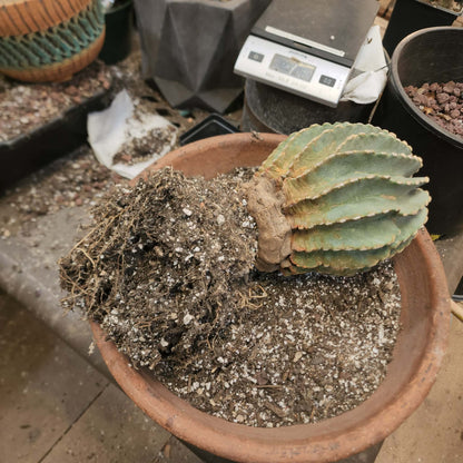 Ferocactus Glaucescens Inermis - Blue Barrel Cactus - Old - Big - Last One!