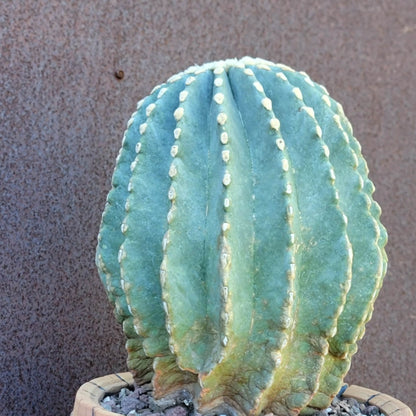 Ferocactus Glaucescens Inermis - Blue Barrel Cactus - Old - Big
