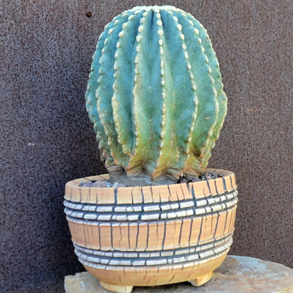 Ferocactus Glaucescens Inermis - Blue Barrel Cactus - Old - Big