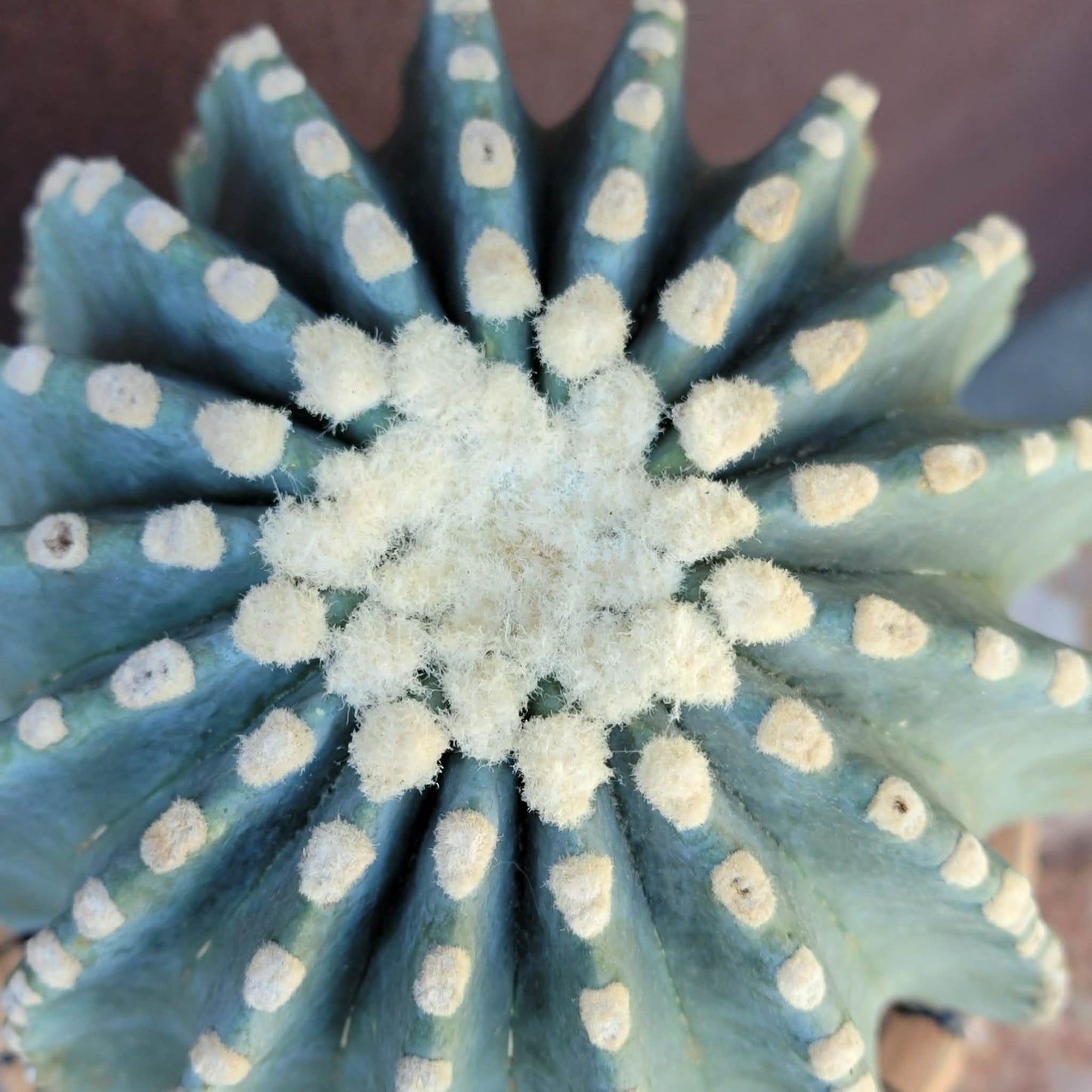 Ferocactus Glaucescens Inermis - Blue Barrel Cactus - Old - Big