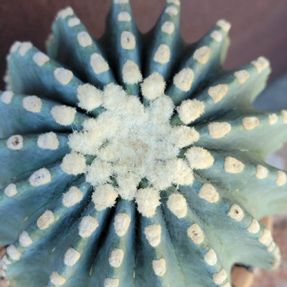 Ferocactus Glaucescens Inermis - Blue Barrel Cactus - Old - Big