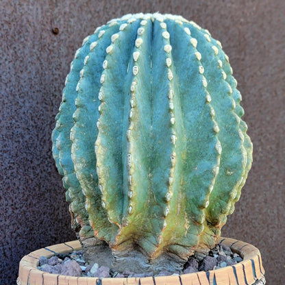 Ferocactus Glaucescens Inermis - Blue Barrel Cactus - Old - Big