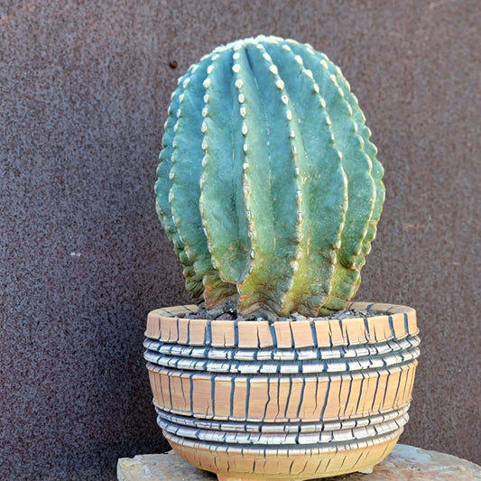 Ferocactus Glaucescens Inermis - Blue Barrel Cactus - Old - Big
