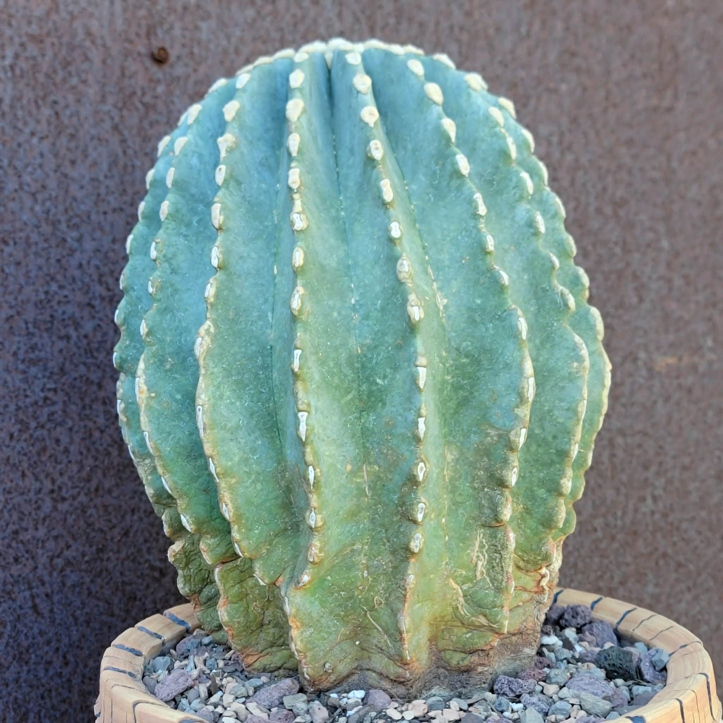 Ferocactus Glaucescens Inermis - Blue Barrel Cactus - Old - Big