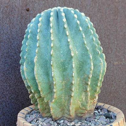 Ferocactus Glaucescens Inermis - Blue Barrel Cactus - Old - Big