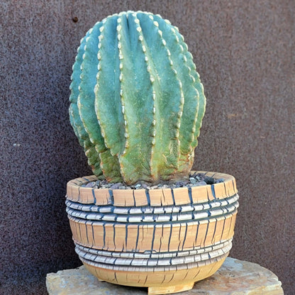 Ferocactus Glaucescens Inermis - Blue Barrel Cactus - Old - Big