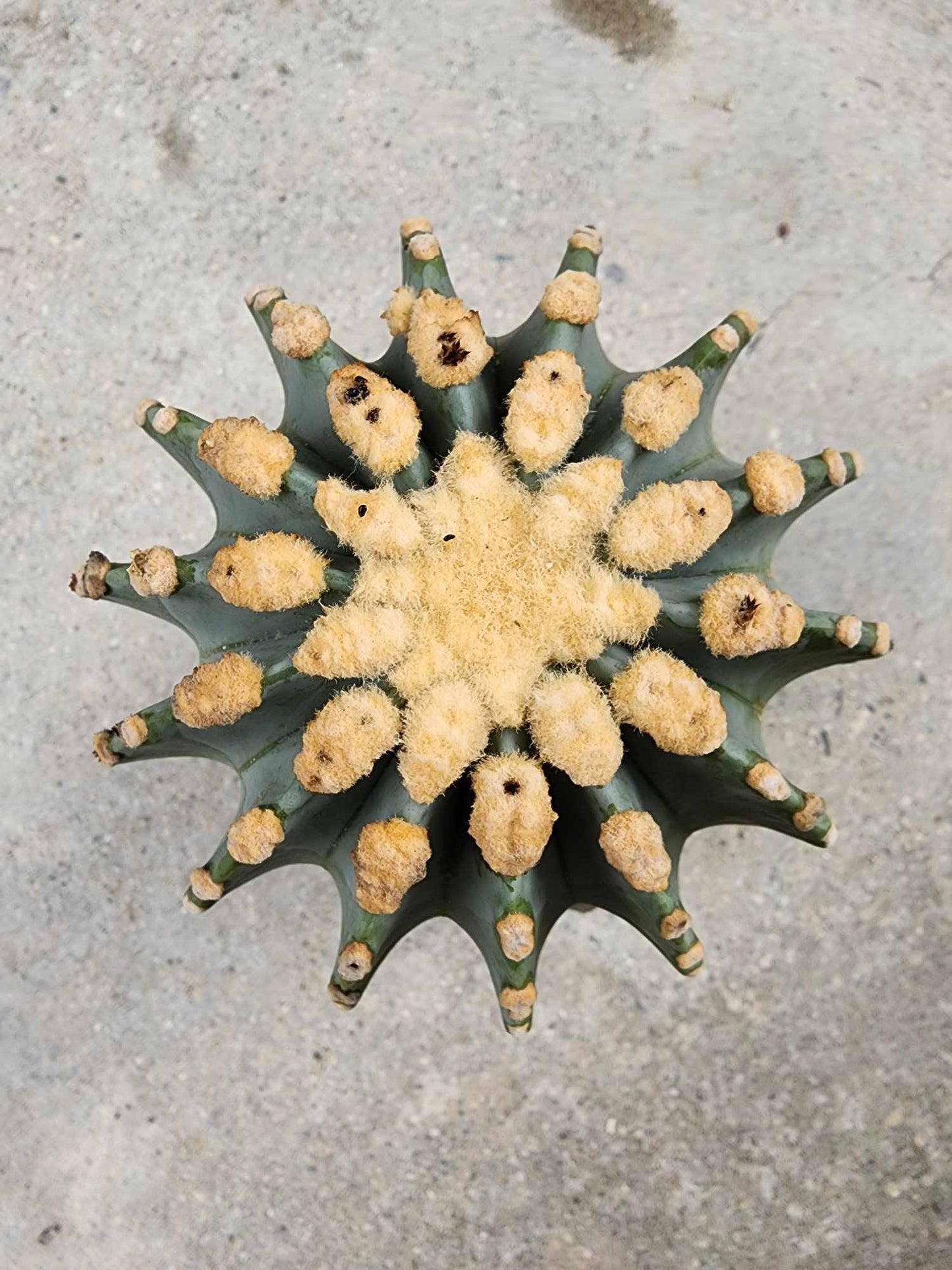 Ferocactus Glaucescens Inermis - Blue Barrel Cactus - Old - Big