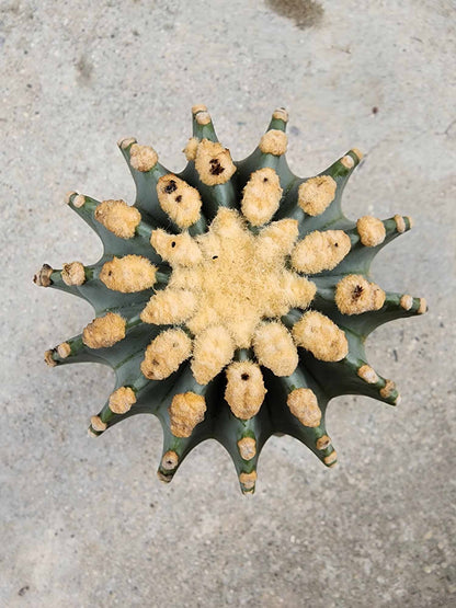 Ferocactus Glaucescens Inermis - Blue Barrel Cactus - Old - Big