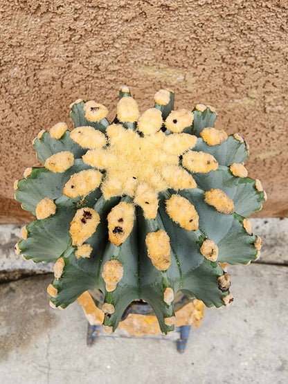Ferocactus Glaucescens Inermis - Blue Barrel Cactus - Old - Big