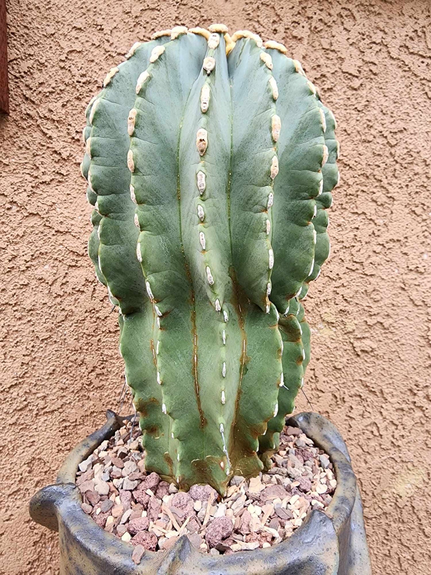 Ferocactus Glaucescens Inermis - Blue Barrel Cactus - Old - Big