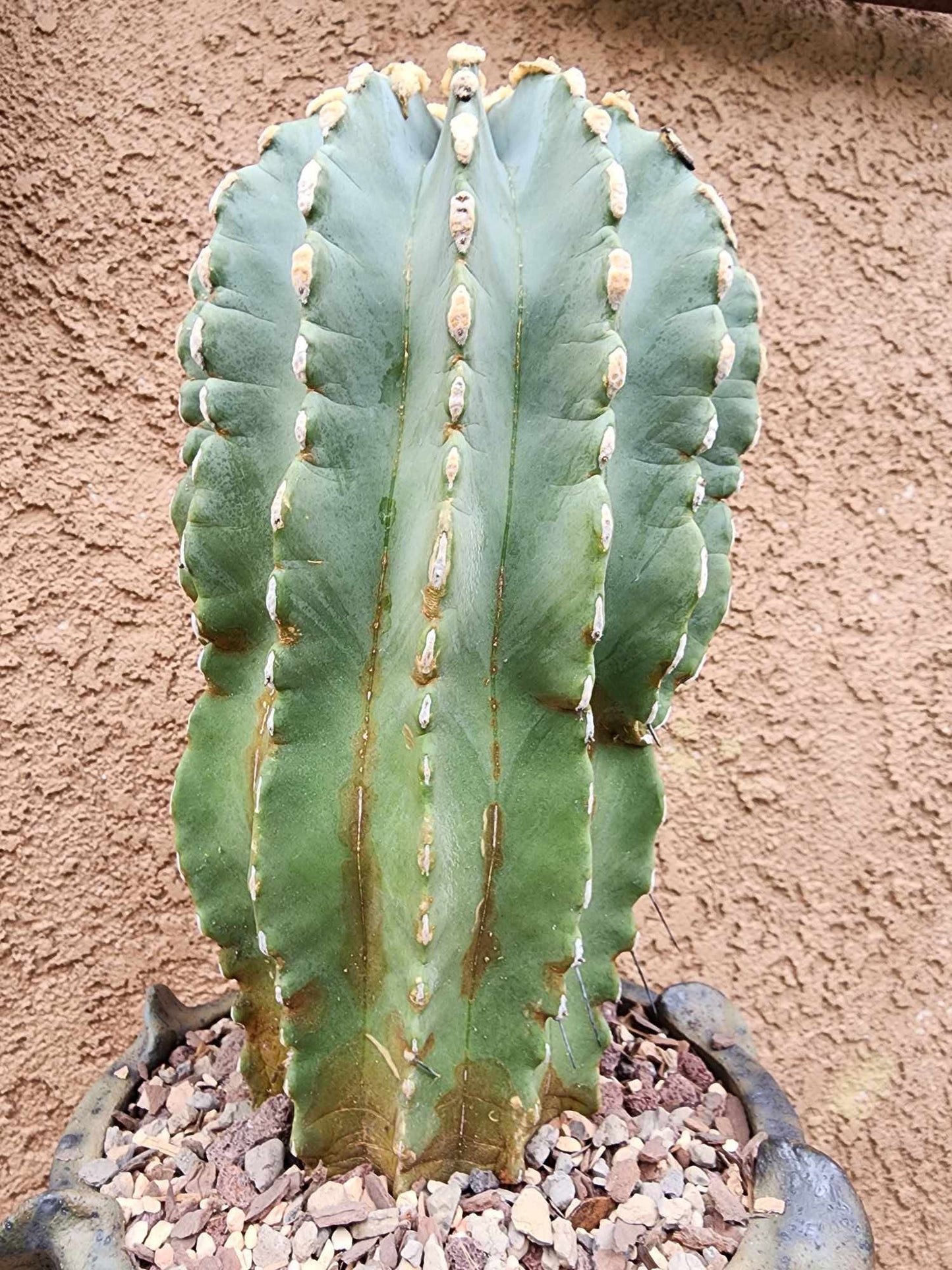 Ferocactus Glaucescens Inermis - Blue Barrel Cactus - Old - Big