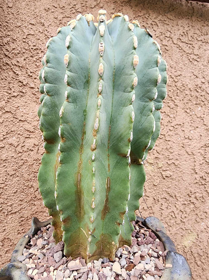 Ferocactus Glaucescens Inermis - Blue Barrel Cactus - Old - Big