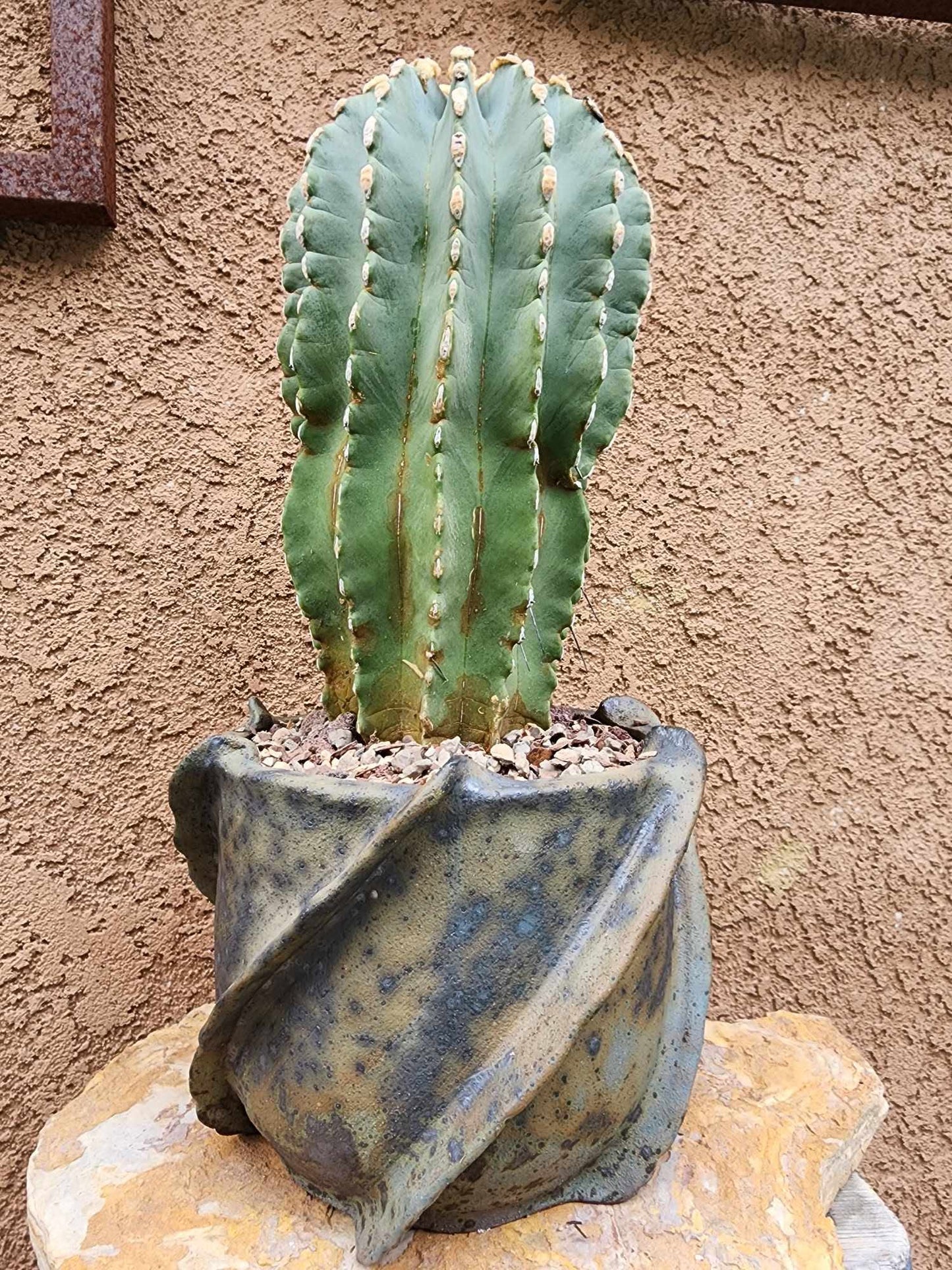 Ferocactus Glaucescens Inermis - Blue Barrel Cactus - Old - Big