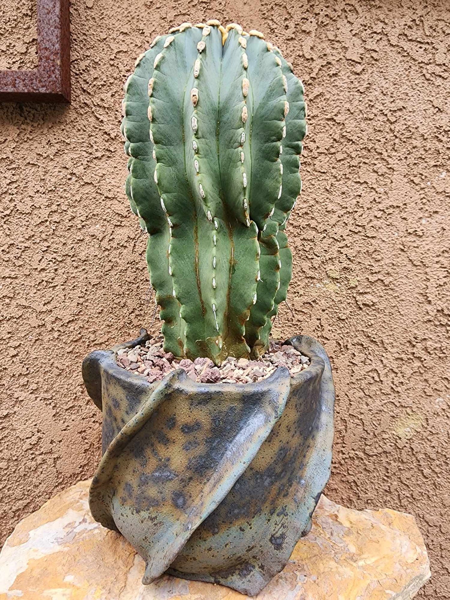 Ferocactus Glaucescens Inermis - Blue Barrel Cactus - Old - Big