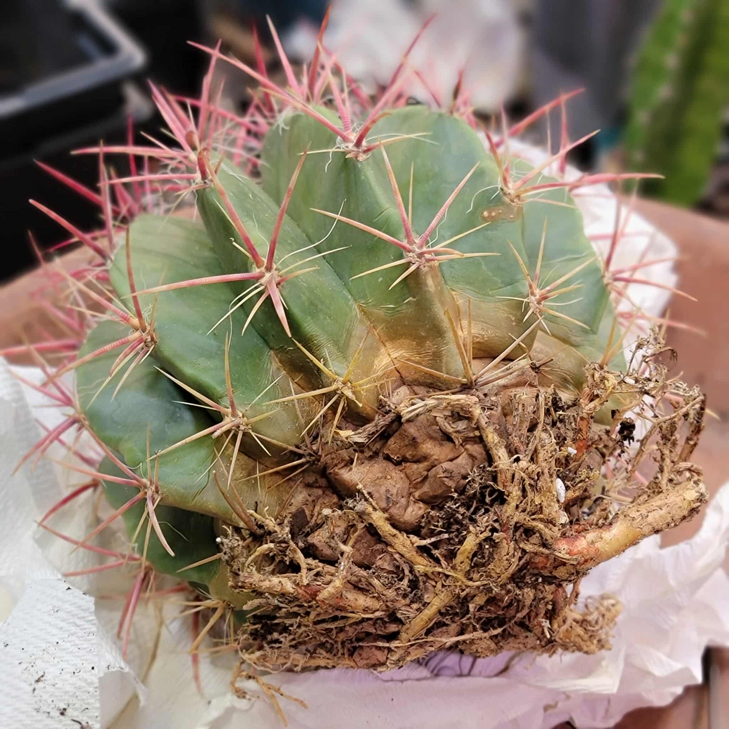 Ferocactus Pringlei - BIG!