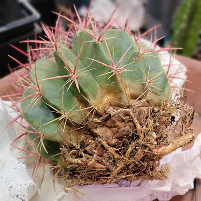 Ferocactus Pringlei - BIG!