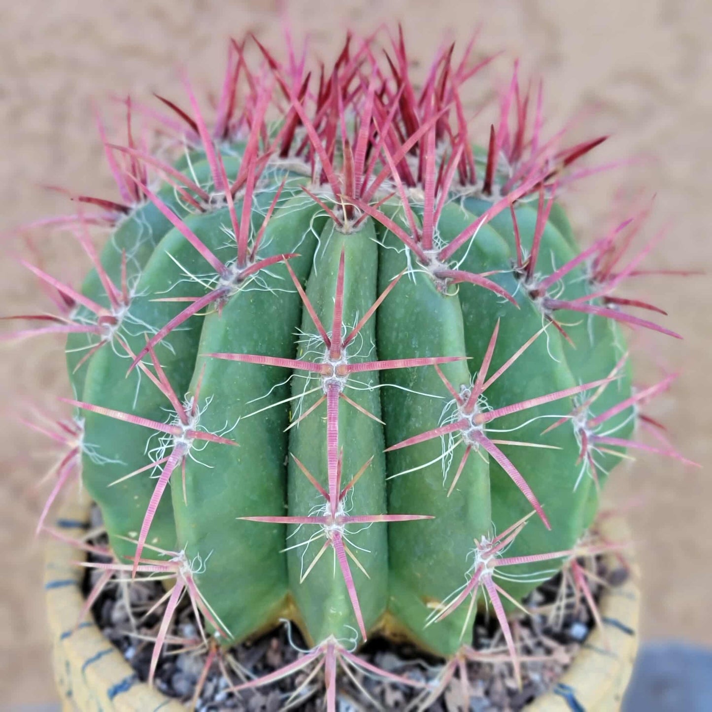 Ferocactus Pringlei - BIG!