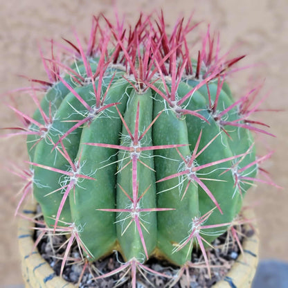 Ferocactus Pringlei - BIG!