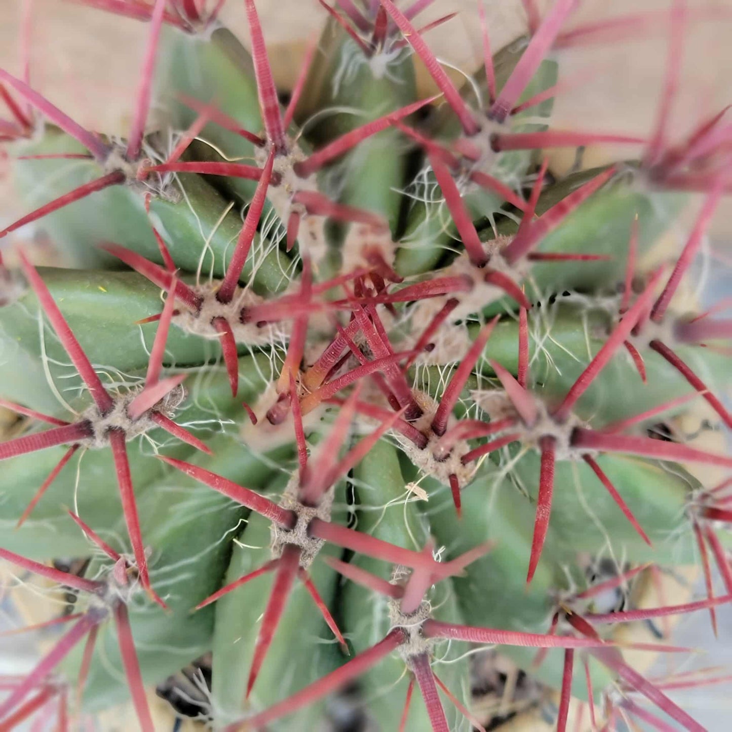 Ferocactus Pringlei - BIG!