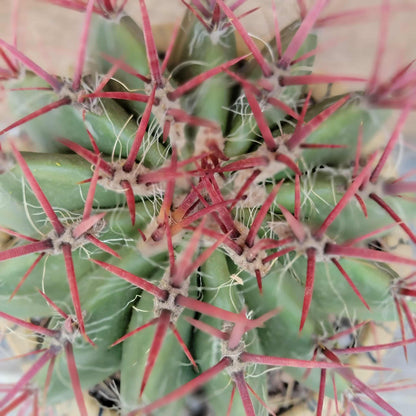 Ferocactus Pringlei - BIG!