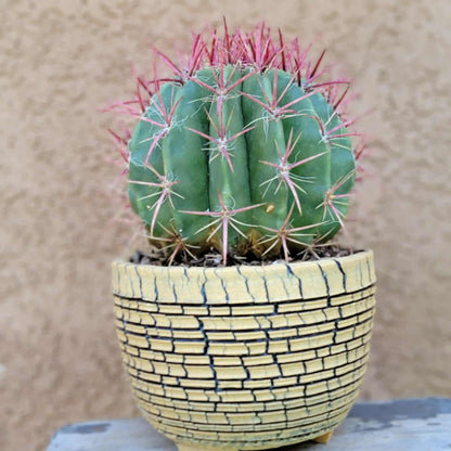 Ferocactus Pringlei - BIG!