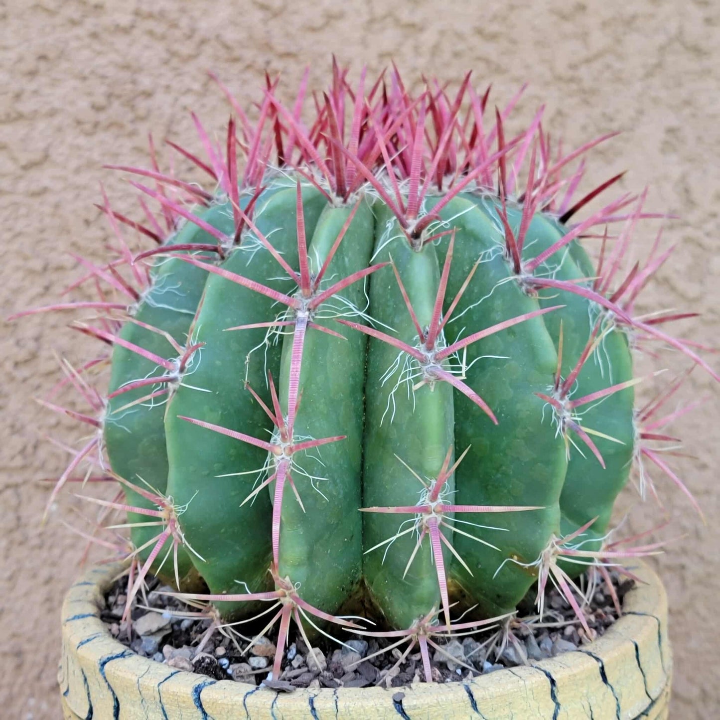 Ferocactus Pringlei - BIG!
