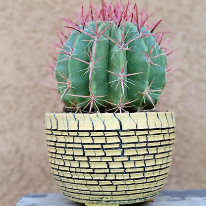 Ferocactus Pringlei - BIG!