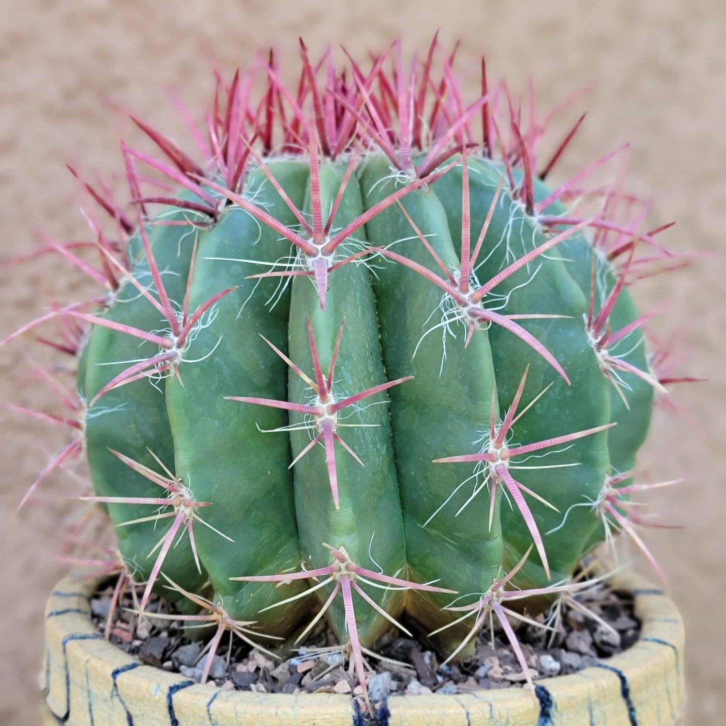 Ferocactus Pringlei - BIG!