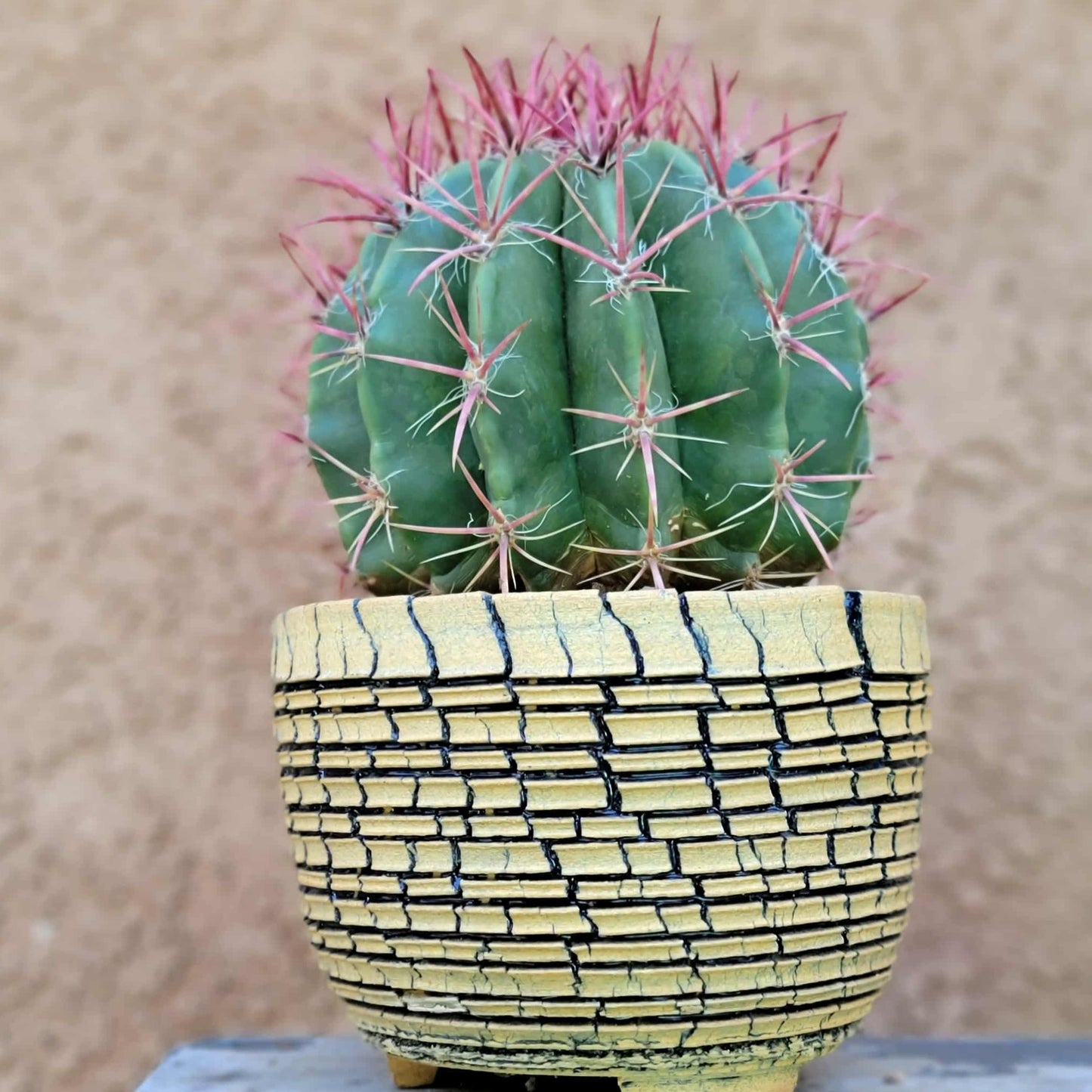 Ferocactus Pringlei - BIG!
