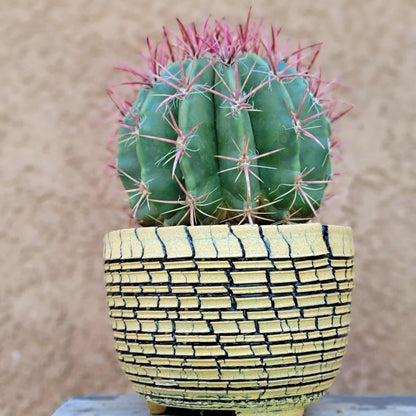 Ferocactus Pringlei - BIG!