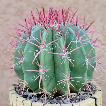 Ferocactus Pringlei - BIG!