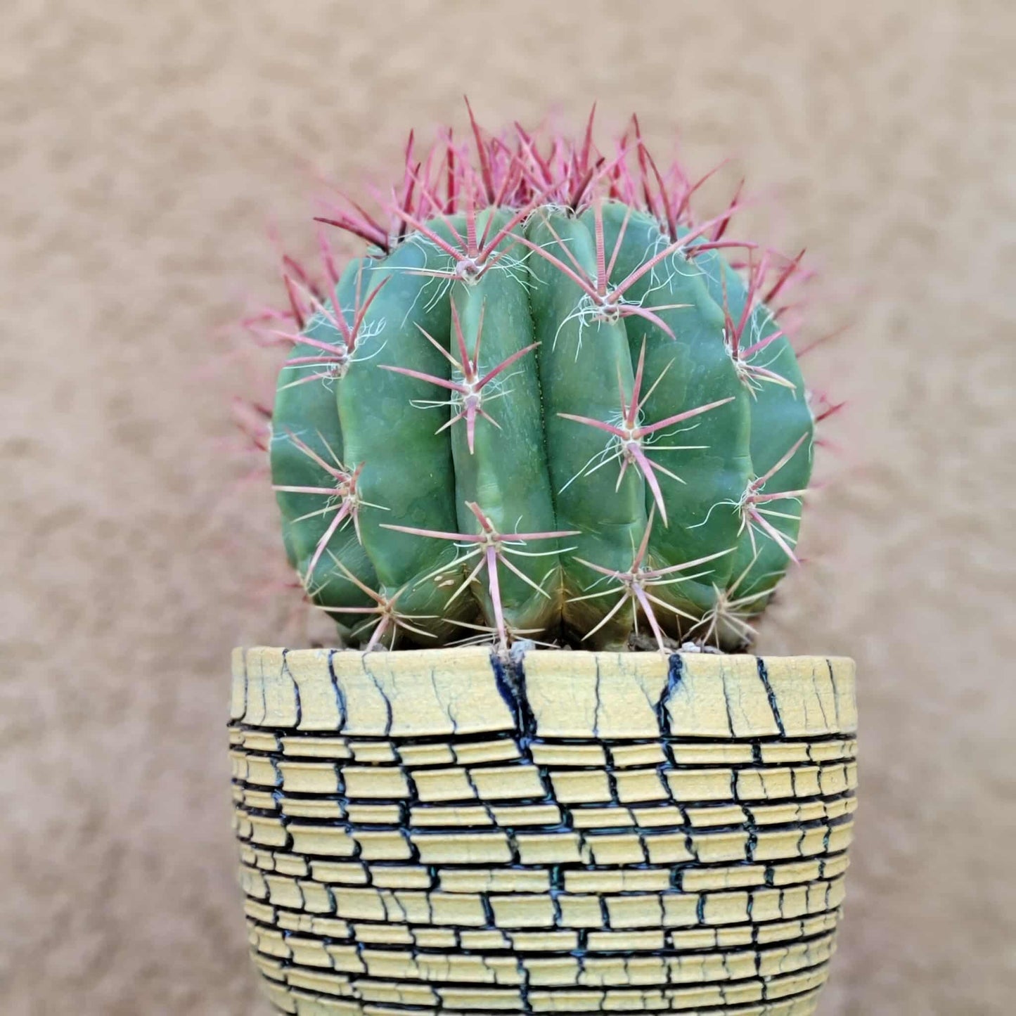 Ferocactus Pringlei - BIG!