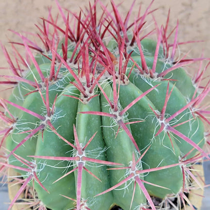 Ferocactus Pringlei - BIG!